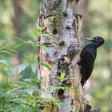 Woodpeckers